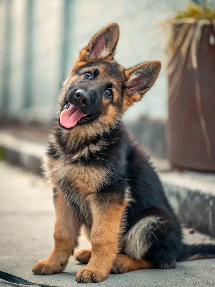 German Shepherd puppy training and socialization near me