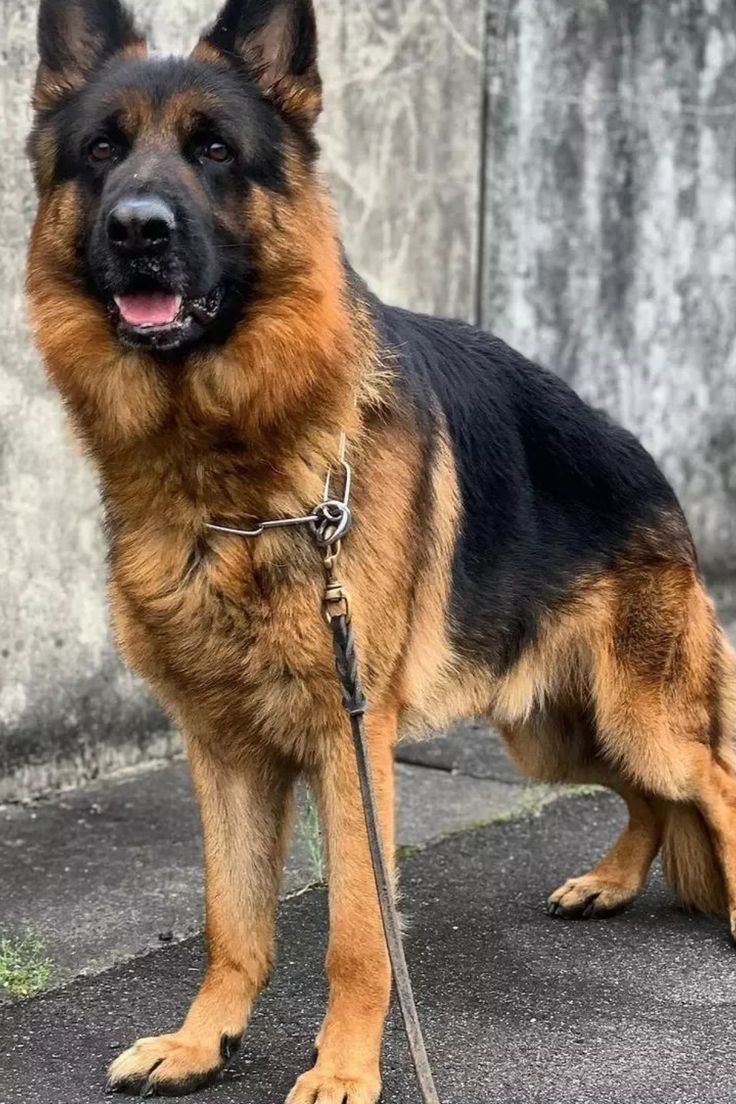 German Shepherd protection dog training in Los Angeles